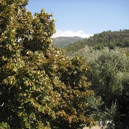 Despina